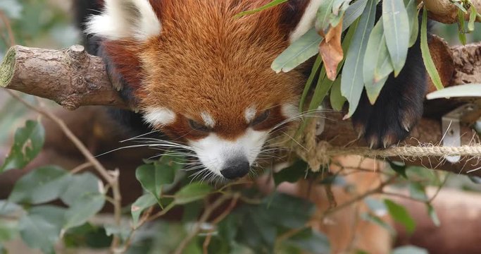 Sleeping red panda