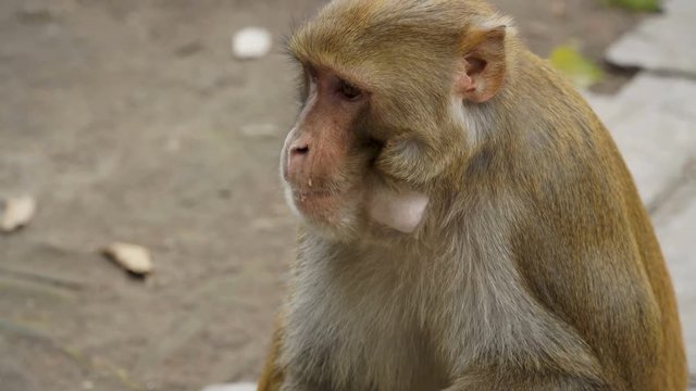 The monkey eats a banana. In the city of Kathmandu there live many wild monkeys. Primates learned to live in urban conditions among people. Close-up