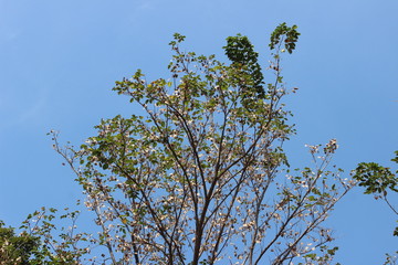 a tree on sky background