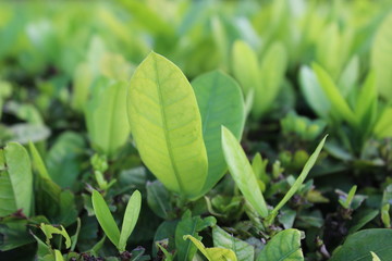 Beautiful leaf with nature background