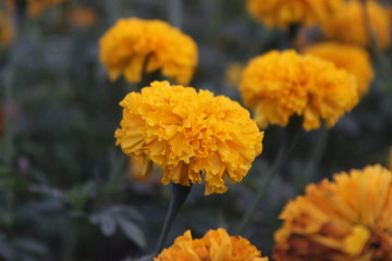 Beautiful flower with nature background