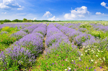 Blooming lavender in a field and blue sky. Shallow depth of field. Focus on the foreground.