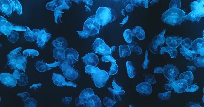 Jellyfish swim inside blue tank