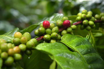 Coffee beans ripening on a tree.
