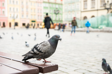 dove close-up on the square