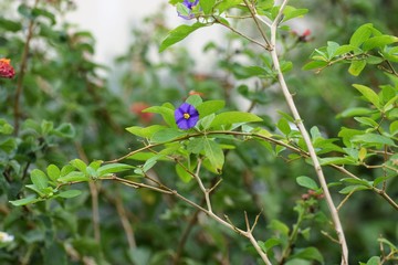 blooming blue bush