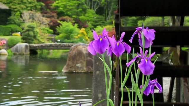 Japanese Garden with iris flowers.