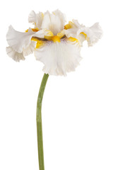 Obraz na płótnie Canvas iris flower isolated