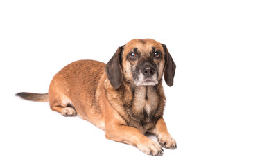 Portrait photo of an adorable mongrel dog isolated on white