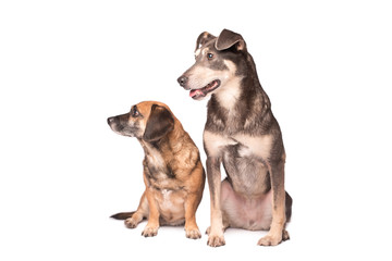 Portrait photo of an adorable mongrel dog isolated on white