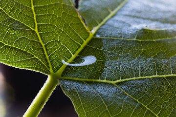 Drop of water on fig leaf