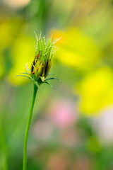 Starship seeds