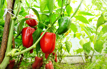 Growing sweet peppers in a greenhouse close-up in sunlight. Fresh juicy red green peppers on...