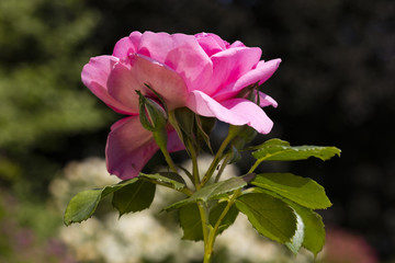 Obraz premium Kletterrose, (Rosa), Nordrhein-Westfalen, Deutschland