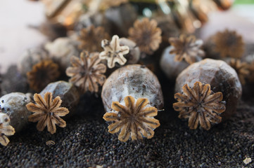 Fototapeta na wymiar dry poppy capsules, and black seeds, macro