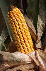 yellow panicle ready to be harvested in the cultivated field in