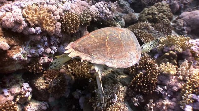 Giant reptile Hawksbill sea turtle Eretmochelys imbricata underwater in coral. Relax video about marine Cheloniidae in Red sea.