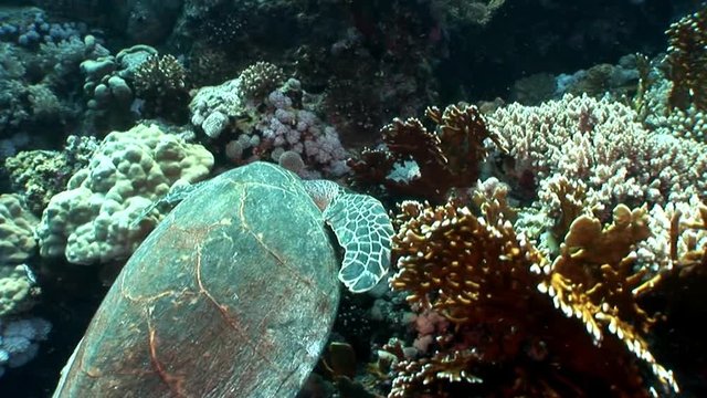 Giant Hawksbill sea turtle Eretmochelys imbricata in pure transparent water. Relax underwater video about marine reptile Cheloniidae.