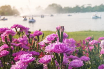 Pink carnation flowers are the blur background of a large pond.