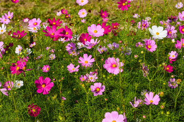 Colorful flowers blossom in the breeze and sunlight in the winter.
