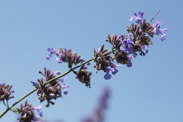 Katzenminze, (Nepeta racemosa), Nordrhein-Westfalen, Deutschland