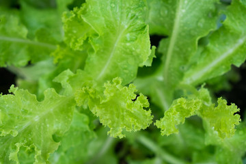 Lactuca sativa