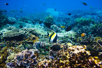 Fototapeta na wymiar Tropical bright fishes and coral reef in Indian ocean.