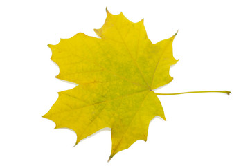 maple leaf yellow