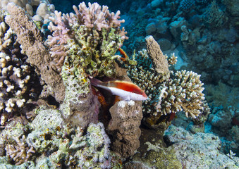 Freckled Hawkfish set the hunting area