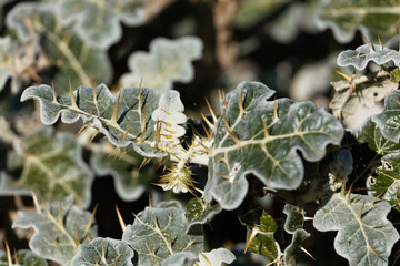 Leaves of purple African nightshade (Solanum marginatum)