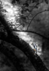 The bird