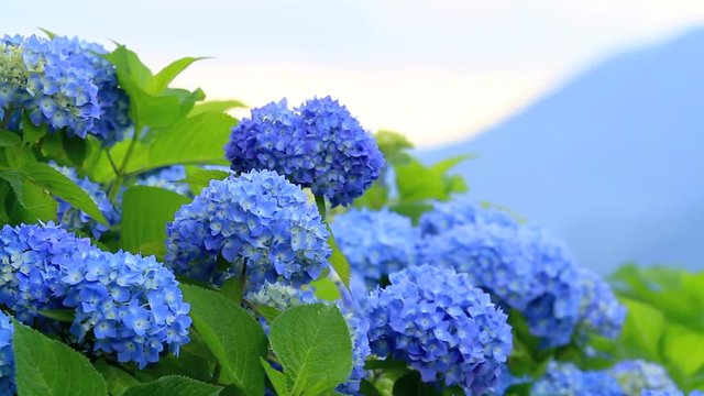 Hydrangea flowers with mountains in the background.