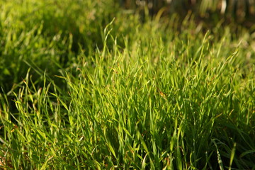 Close up of green grass. Grass background