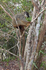 Rotstirnmaki im Regenwald in Madagaskar