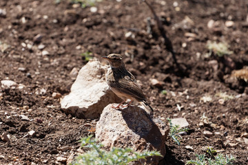 Thekla's lark (Galerida theklae)