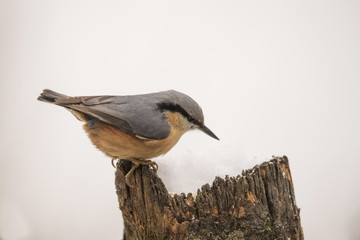Nuthatch, Sitta europaea