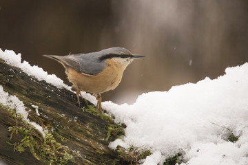 Nuthatch, Sitta europaea