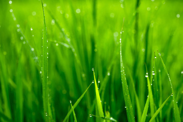 Macro photo of green grass in the morning with dew drops