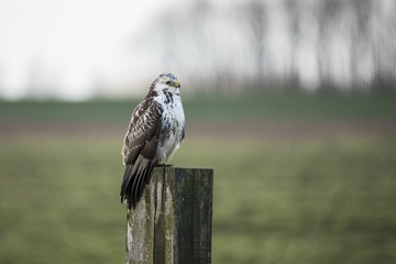 Buzzard, Buteo buteo