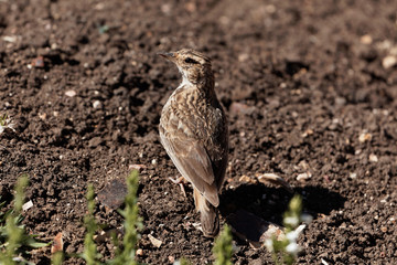 Thekla's lark (Galerida theklae)
