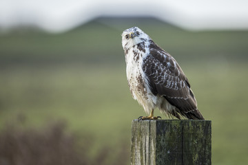 Buzzard, Buteo buteo