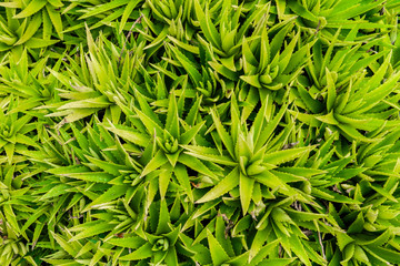 Top View of the stem of aloe vera is a plant with many benefits