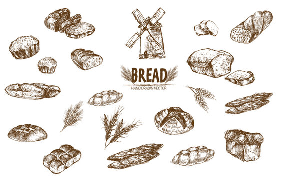 Digital vector detailed line art baked bread