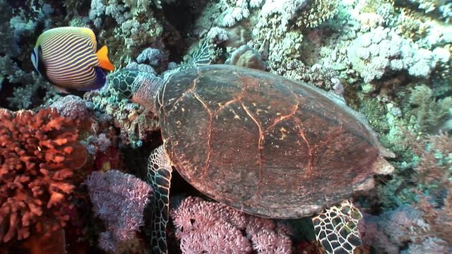 Sea turtle underwater. Relax video about marine nature.