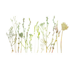 Meadow grasses, herbs and flowers outlines in watercolor style.