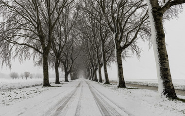 Road Trees Snow Storm Streefkerk