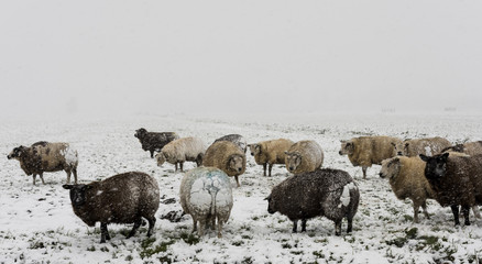 Sheep Winter Snow Storm Noordeloos