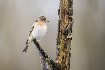 Brambling in winter