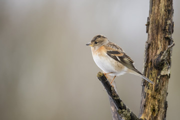 Brambling in winter