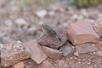 Ortolan bunting (Emberiza hortulana)